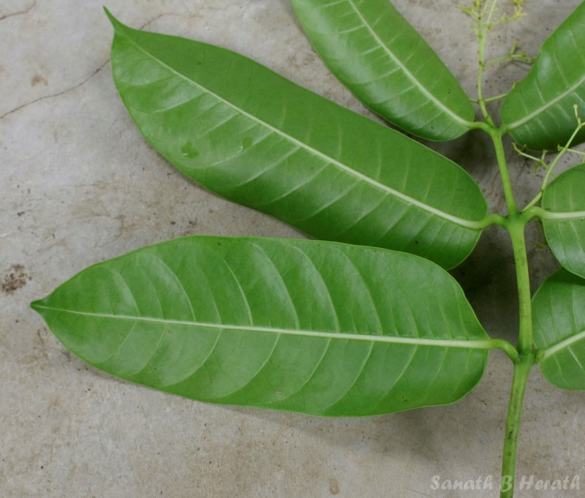 Anodendron parviflorum (Roxb.) I.M.Turner